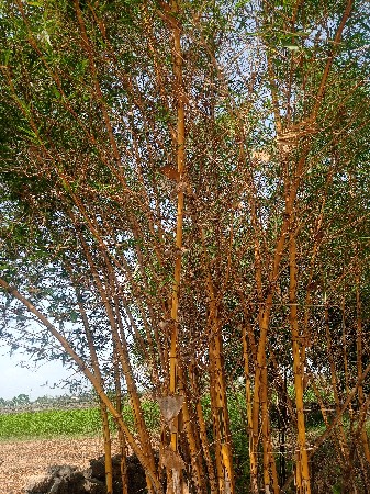 vanch na banbu besvana se