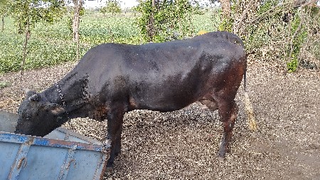 ગાય વેચવાની છે