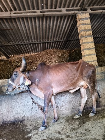 ગાય વેચવાની છે