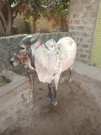 ગોધલોવેશવાનોછે