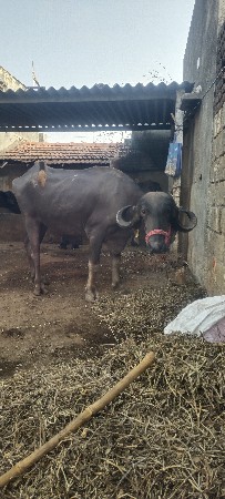 ભેંસ વેચવાની છે