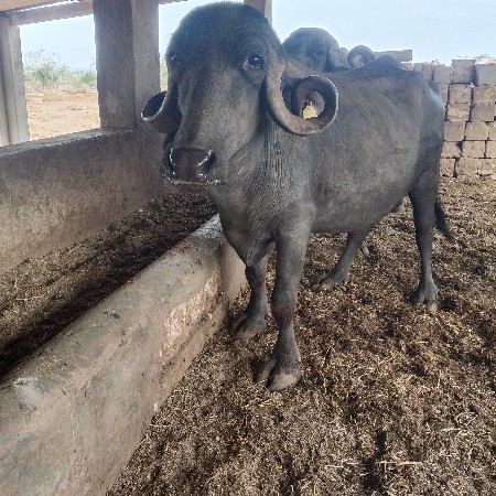 थंबनेल 2