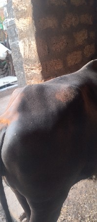 ખડાઈ વેચવાની છે