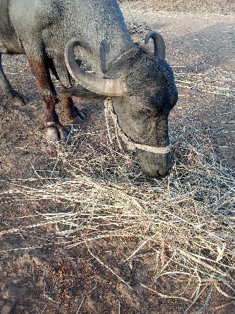 ભેંસ વેચવાની છે