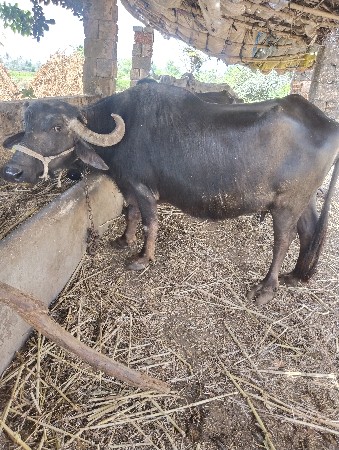 थंबनेल 2