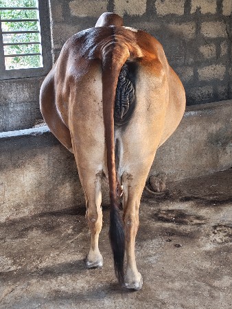 थंबनेल 3