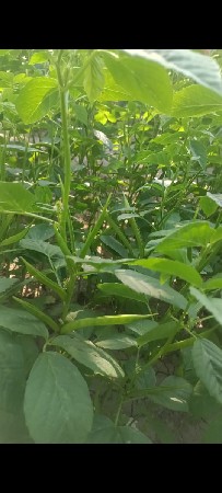 ખેતર સાચવવા દેવાનું છે