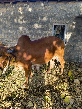 થંબનેલ 3