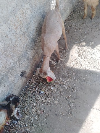 थंबनेल 3