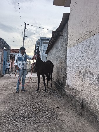 આ વસેરી વેસવાની સે 15 મહીનાની સ