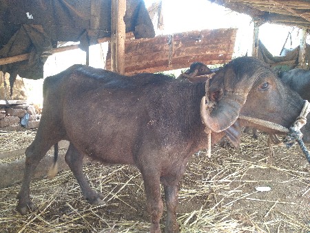 વેચવાની છે