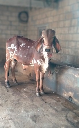 થંબનેલ 3