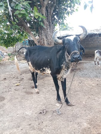 ગાય વેચવાની છે