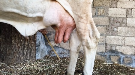 ગાય વેચવાની છે