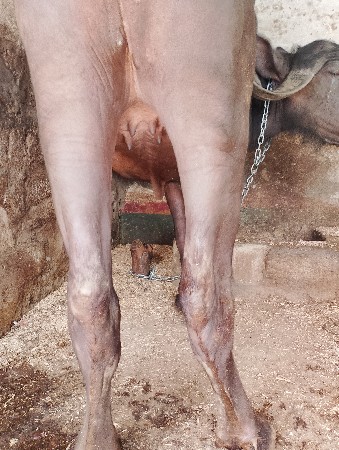 બે મહિનાની ઘાભણ