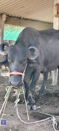 પડેલી વેચવાની