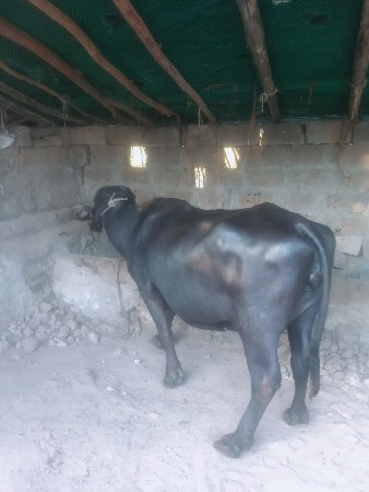 ભેંસ વેચવાની છે