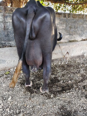 थंबनेल 2