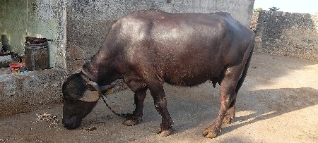 થંબનેલ 3