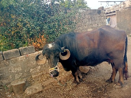 bhes vesvani se
kimat 130000