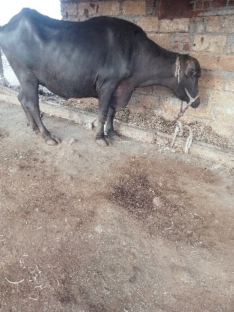 બીજું વેતર