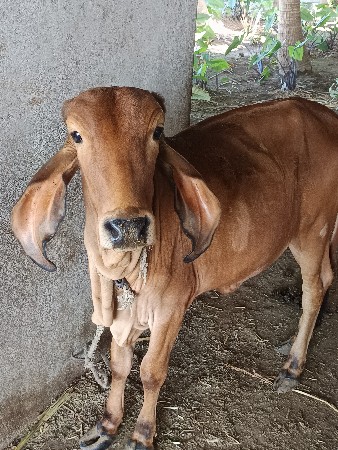 थंबनेल 2