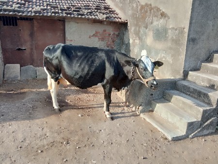 ગાય વેચવાની છે.