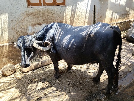 ભેંસ વેચવાની છે