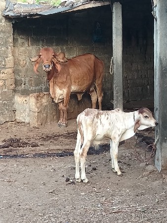 थंबनेल 3