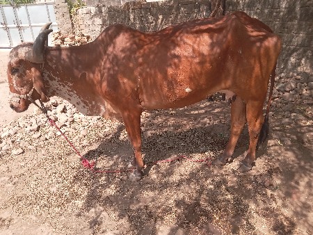 ગાય વેચવાની છે