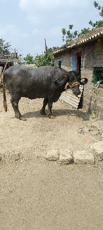 ઘડાઈ વેચવાની છે