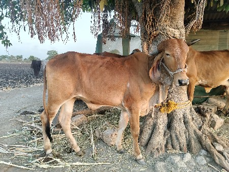 थंबनेल 2