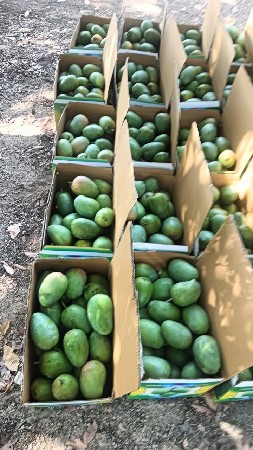🥭તાલાલા ગીર ની ઓર્ગેનિક કેસર કેરી