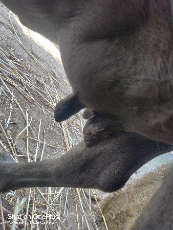 આ ભેંસ વેચવાની છે