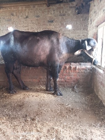 થંબનેલ 2