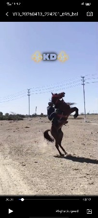 ghodi