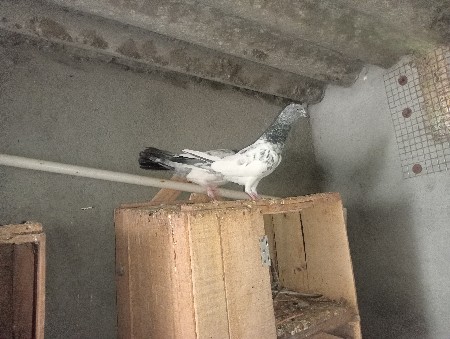 थंबनेल 3