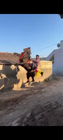 ઘોડાનાસાટાકરવાનાછે ઘોડીહારે હાલવા