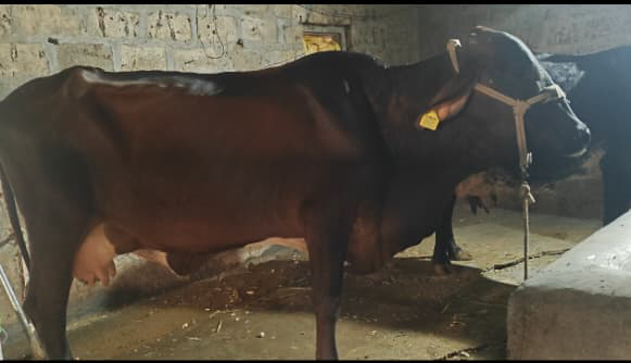 થંબનેલ 4