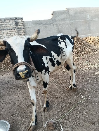 थंबनेल 3