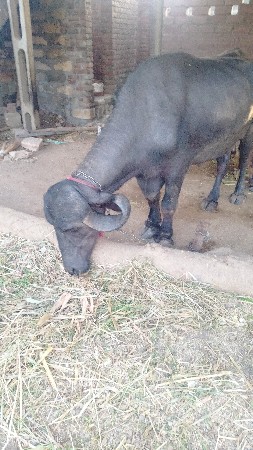 ભેંસ વેચવાની છે