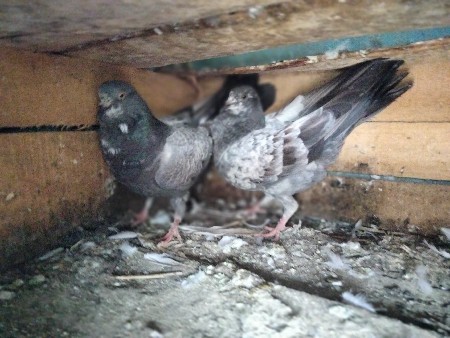 પેટ્રોલ પંપ ની બાજુમાં