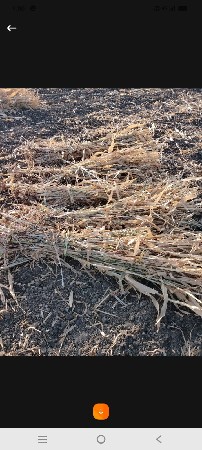 સાર વેસવાની છે