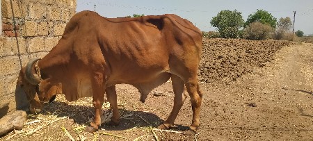 બળદ વેચવાના છે ફુલ જવાબદારી થી