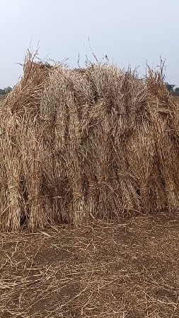 જવારના પુરા વેચવાના છે રણજીતભાઈ