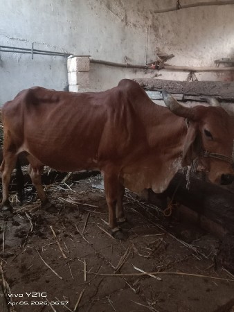 ગાય વેચવાની છે