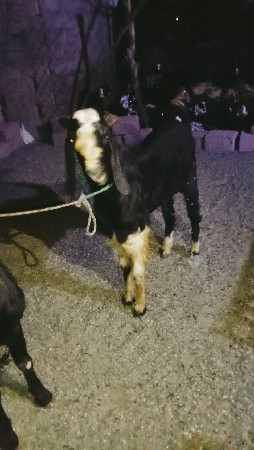 ૨ બે વર્ષ