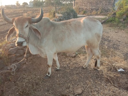 આ વાછડો વેચવાનો છે