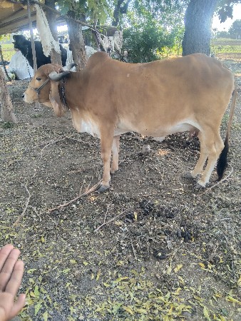 ગાય ના સાટા કરવાના. છે