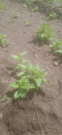 ગાયવેસવાનીસે